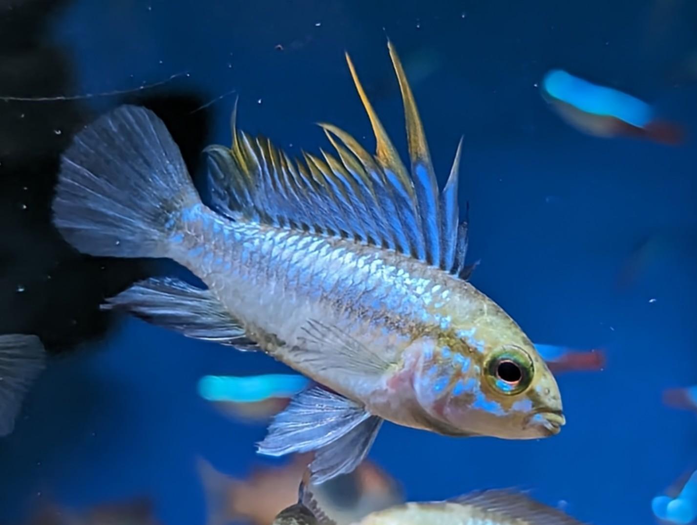 Apistogramma Trifasciata - Pair (Apistogramma trifasciata)