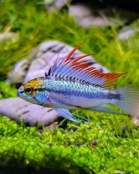 Apistogramma Trifasciata - Pair (Apistogramma trifasciata)