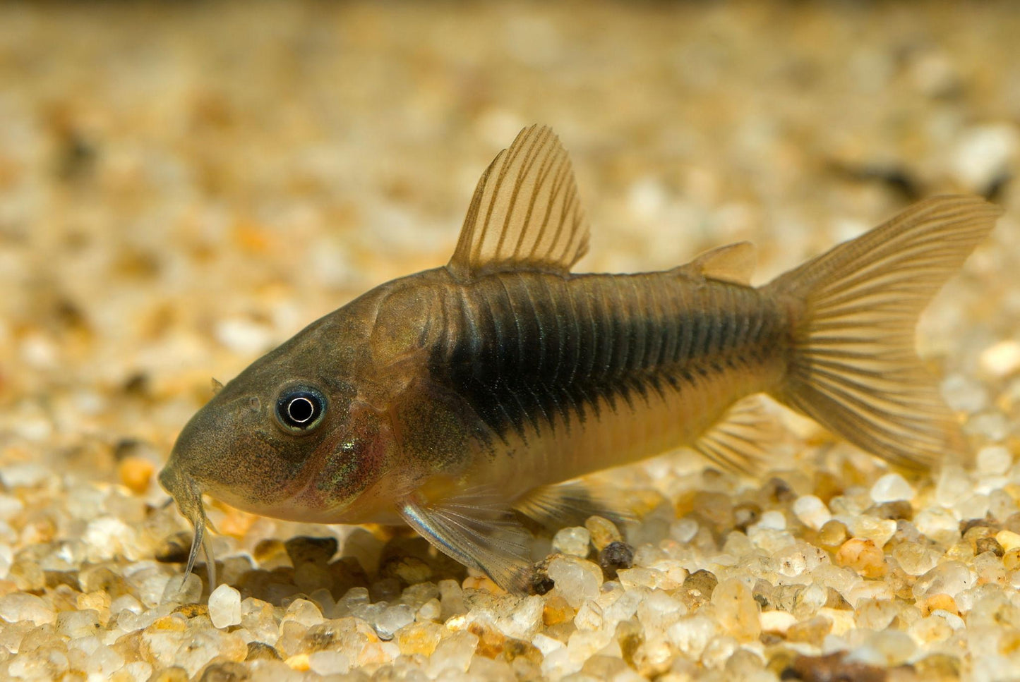 Bronze Corydoras (Corydoras aeneus)