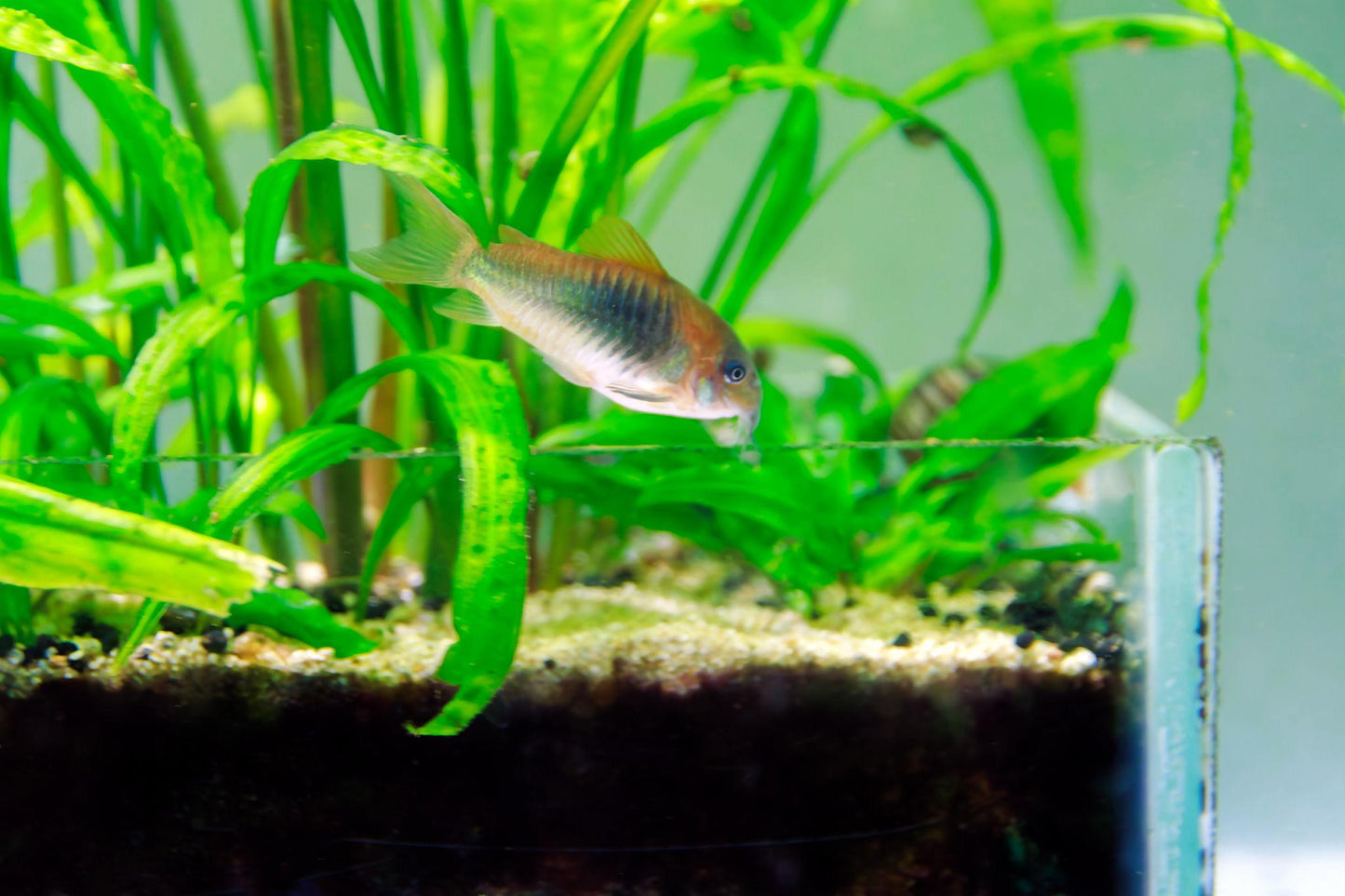 Bronze Corydoras (Corydoras aeneus)