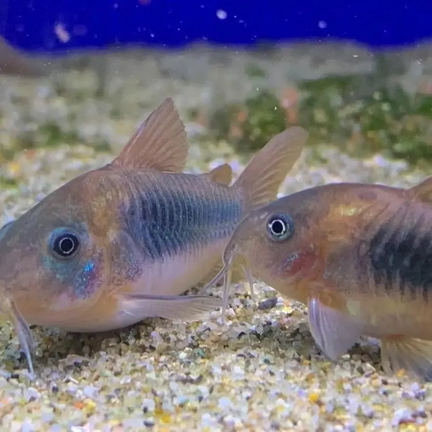 Bronze Corydoras (Corydoras aeneus)