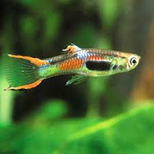 Blackbar Endler - Pair (Poecilia wingei)