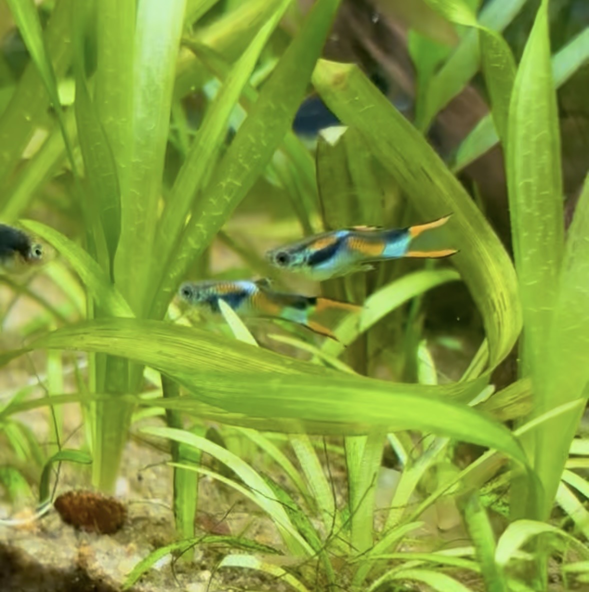 Blackbar Endler - Pair (Poecilia wingei)