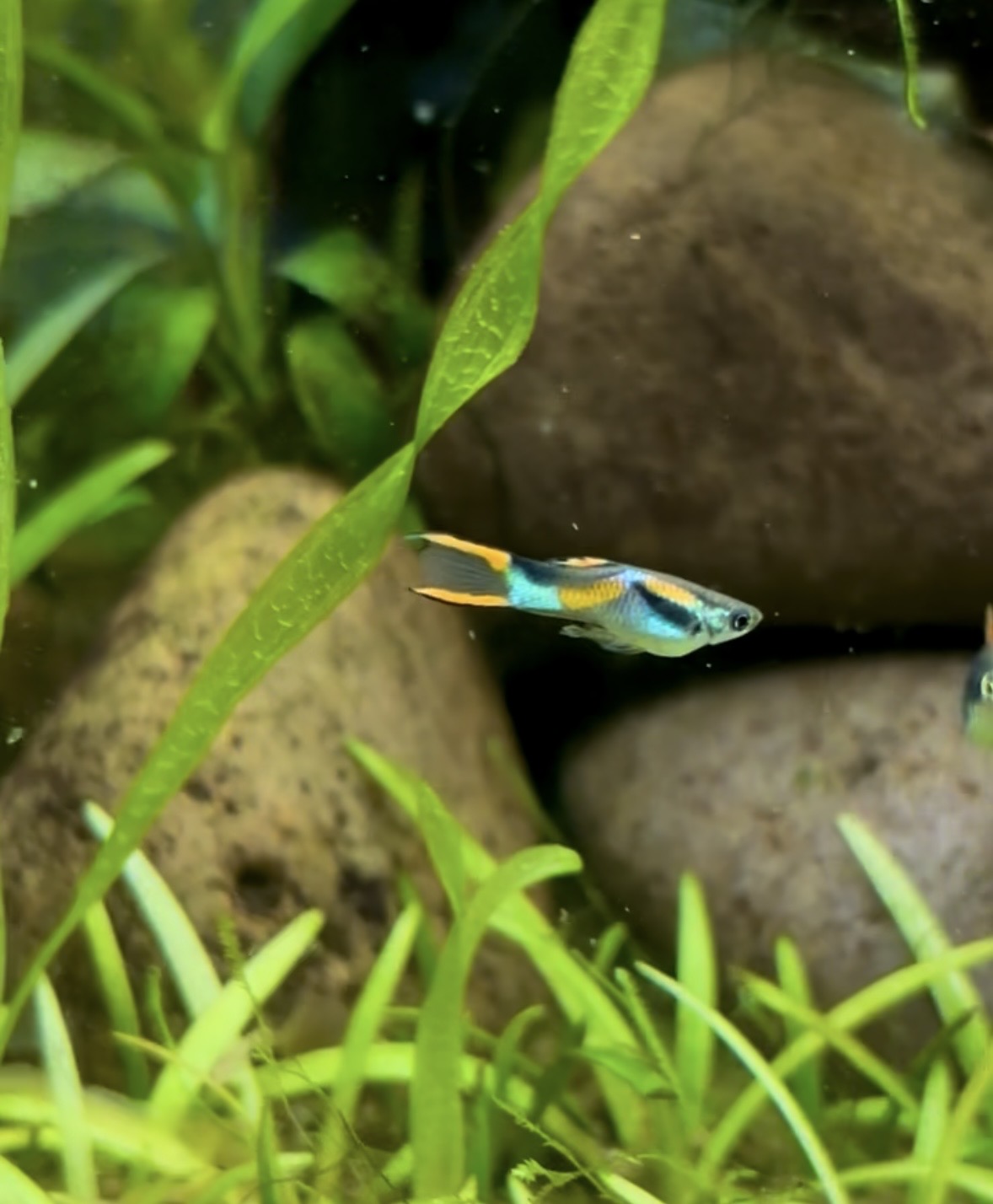 Blackbar Endler - Pair (Poecilia wingei)