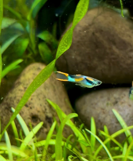 Blackbar Endler - Pair (Poecilia wingei)