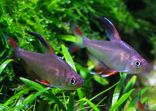 Bentosi Tetra (Hyphessobrycon bentosi)