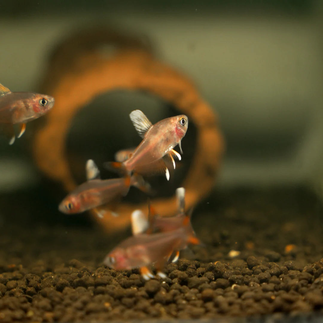Bentosi Tetra (Hyphessobrycon bentosi)