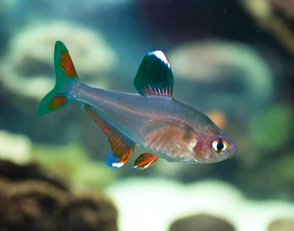 Bentosi Tetra (Hyphessobrycon bentosi)