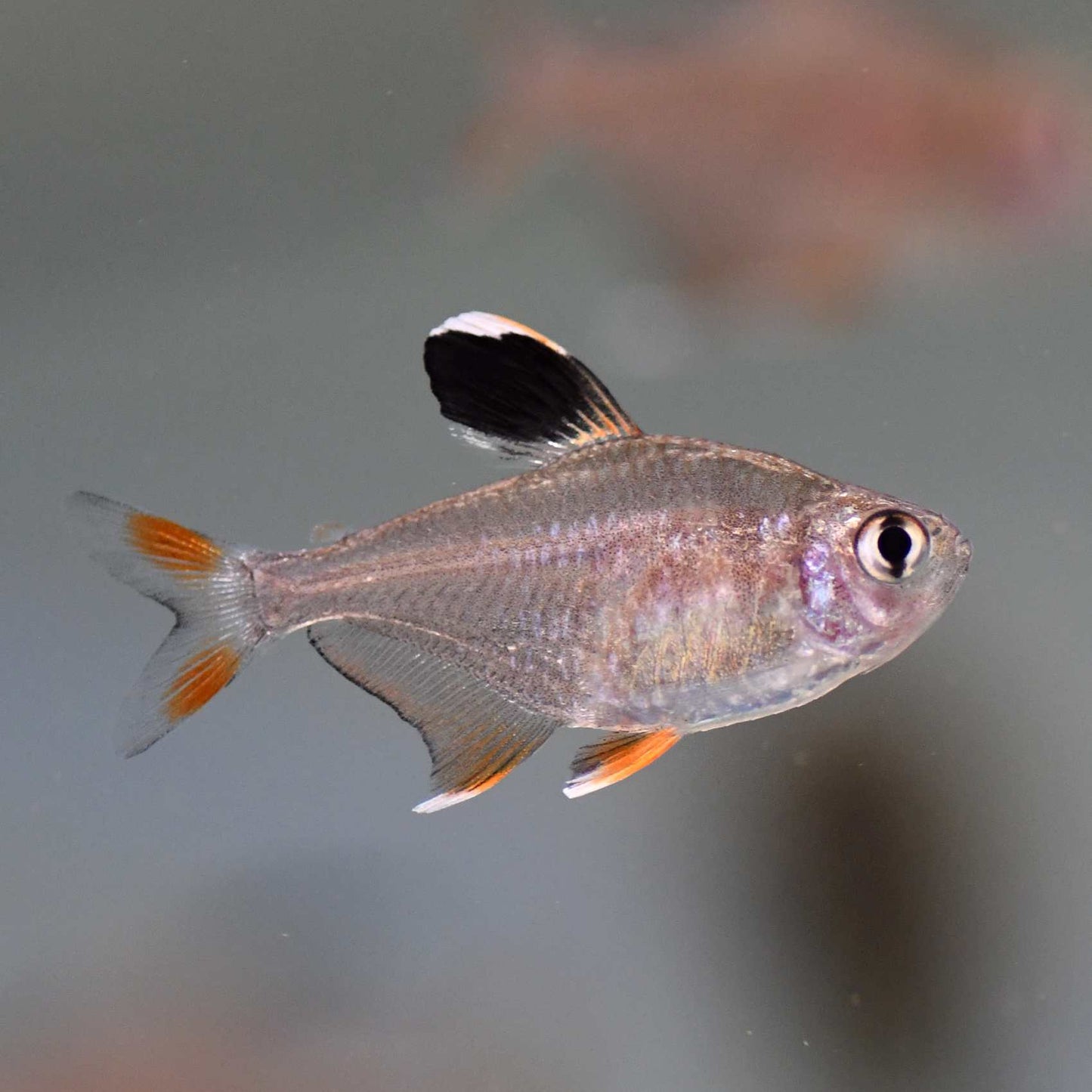 Bentosi Tetra (Hyphessobrycon bentosi)