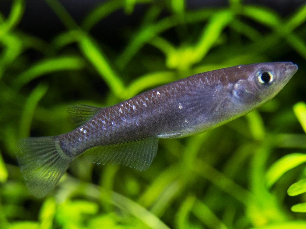 Black Ricefish (Oryzias latipes)