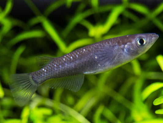 Black Ricefish (Oryzias latipes)