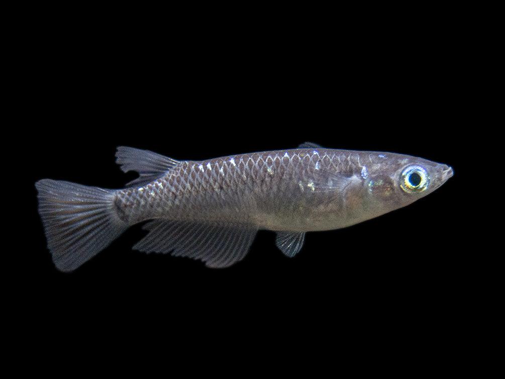 Black Ricefish (Oryzias latipes)