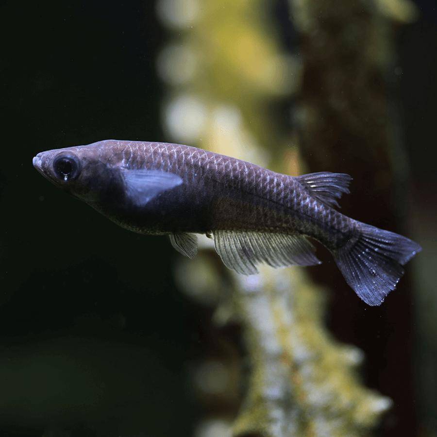 Black Ricefish (Oryzias latipes)