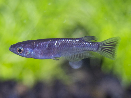 Black Ricefish (Oryzias latipes)