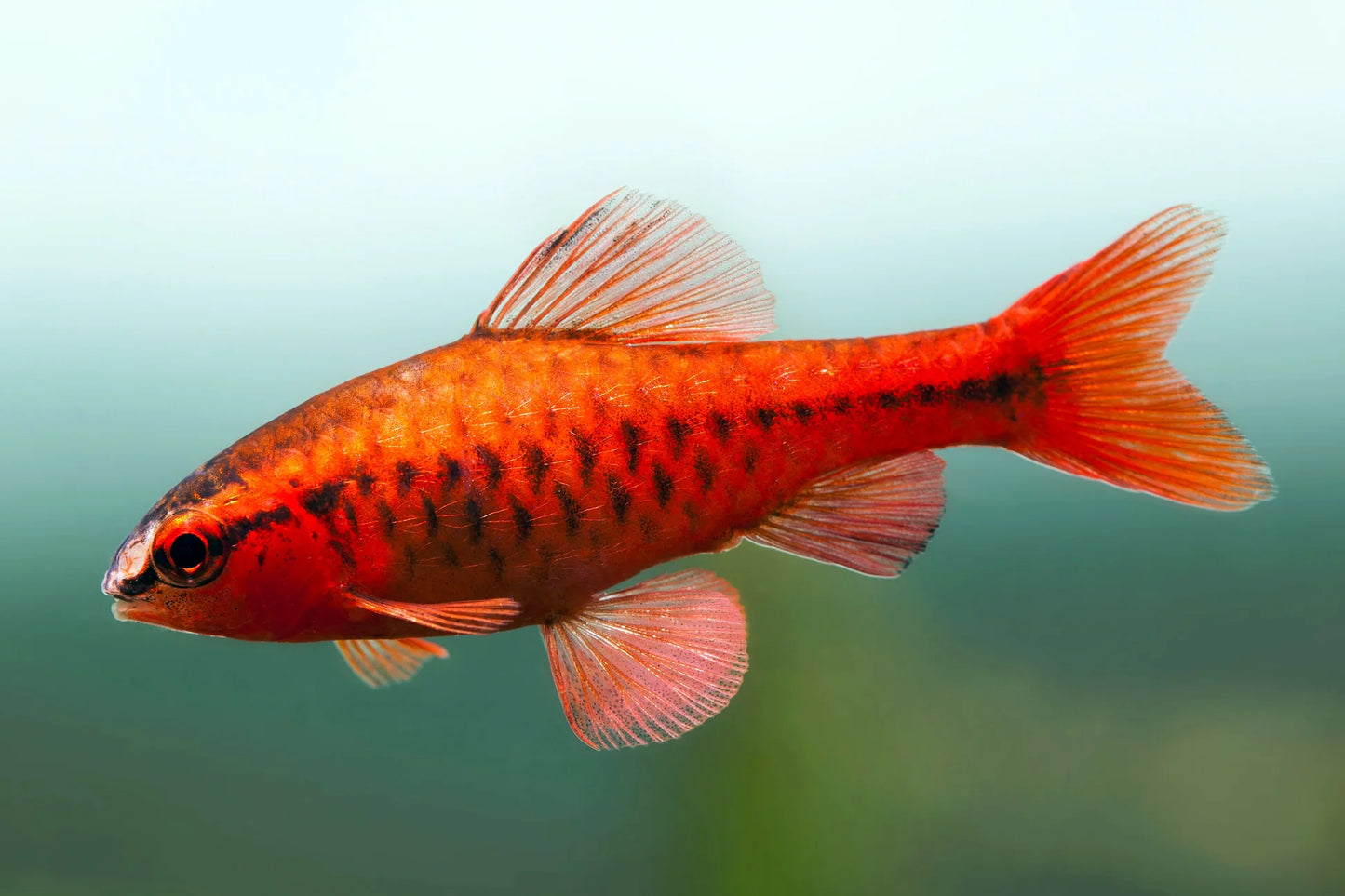 Cherry Barb - Pair (Puntius titteya)
