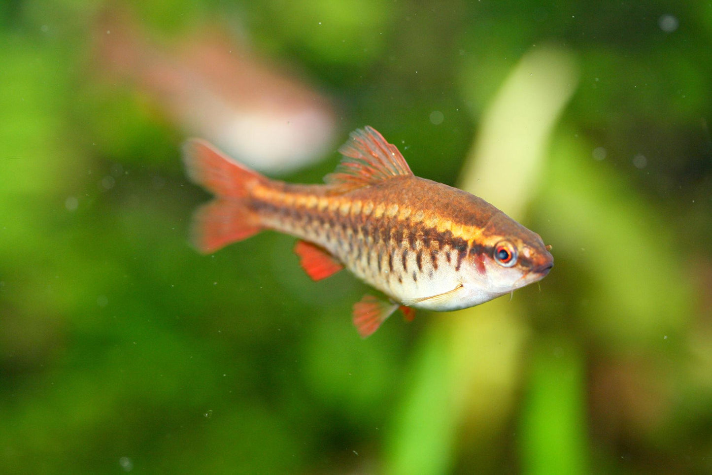 Cherry Barb - Pair (Puntius titteya)