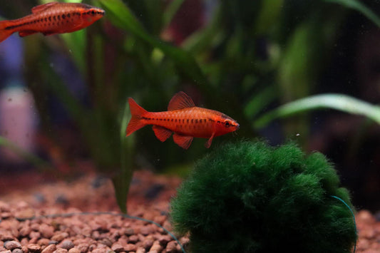 Cherry Barb - Pair (Puntius titteya)