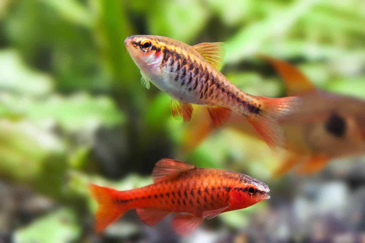 Cherry Barb - Pair (Puntius titteya)