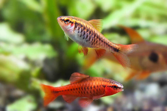 Cherry Barb - Pair (Puntius titteya)
