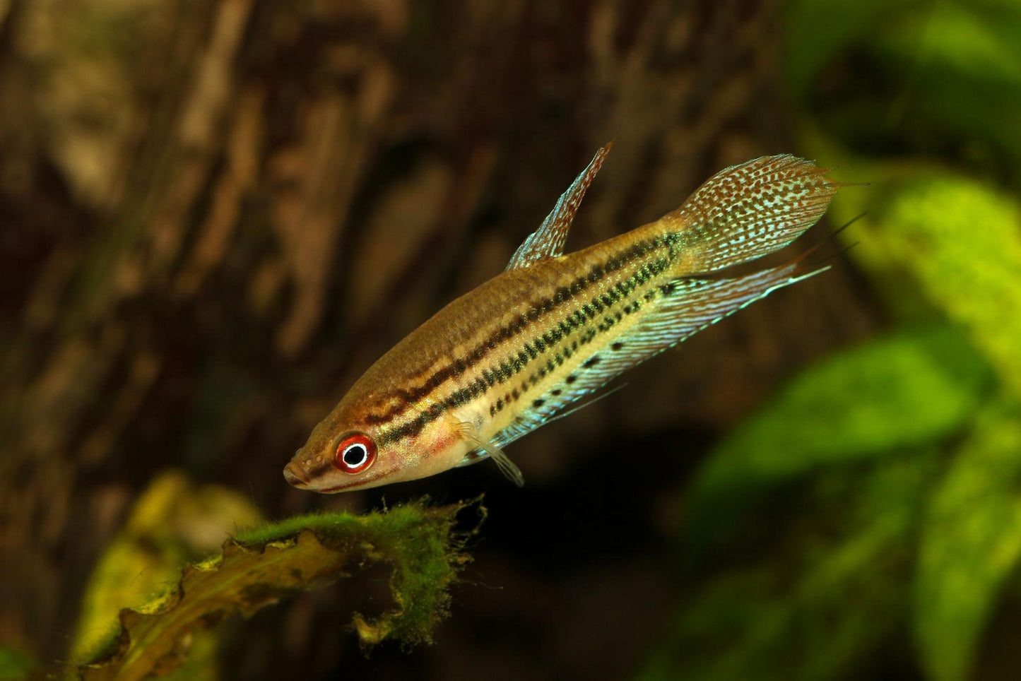 Croaking Gourami (Trichopsis vittata)