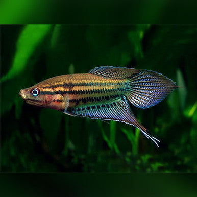 Croaking Gourami (Trichopsis vittata)