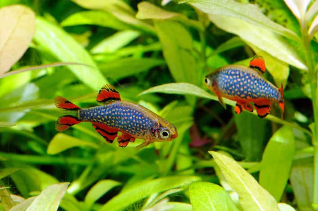 Celestial Pearl Danio / Galaxy Rasbora (Danio margaritatus)