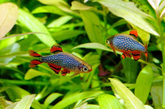 Celestial Pearl Danio / Galaxy Rasbora (Danio margaritatus)