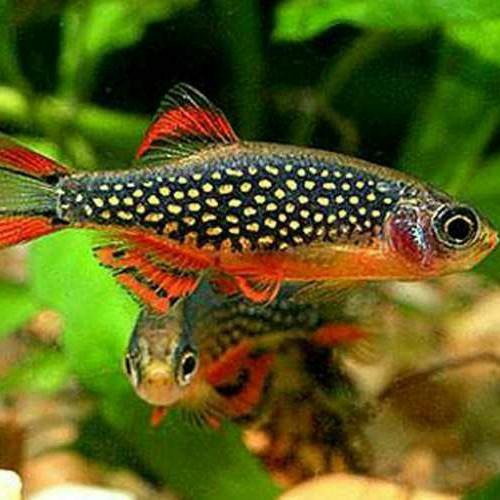 Celestial Pearl Danio / Galaxy Rasbora (Danio margaritatus)