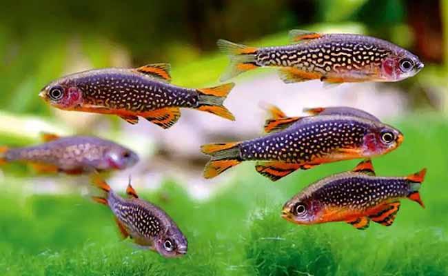 Celestial Pearl Danio / Galaxy Rasbora (Danio margaritatus)