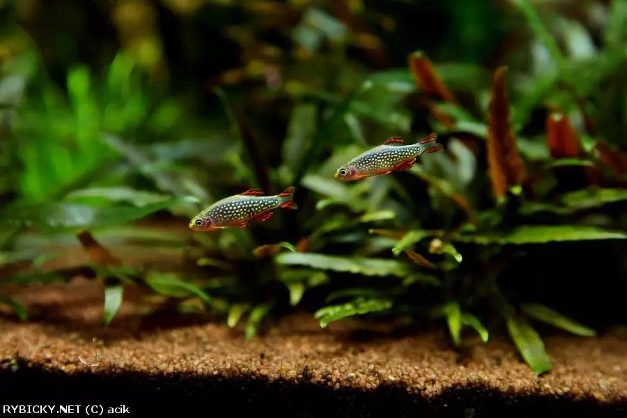 Celestial Pearl Danio / Galaxy Rasbora (Danio margaritatus)