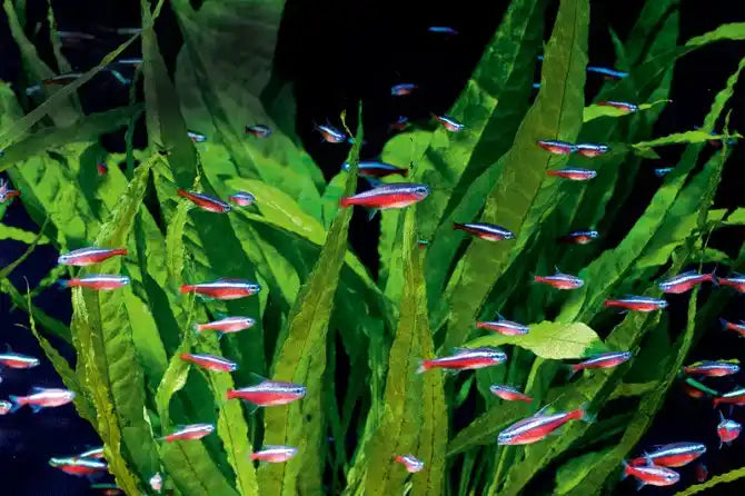Cardinal Tetra (Paracheirodon axelrodi)