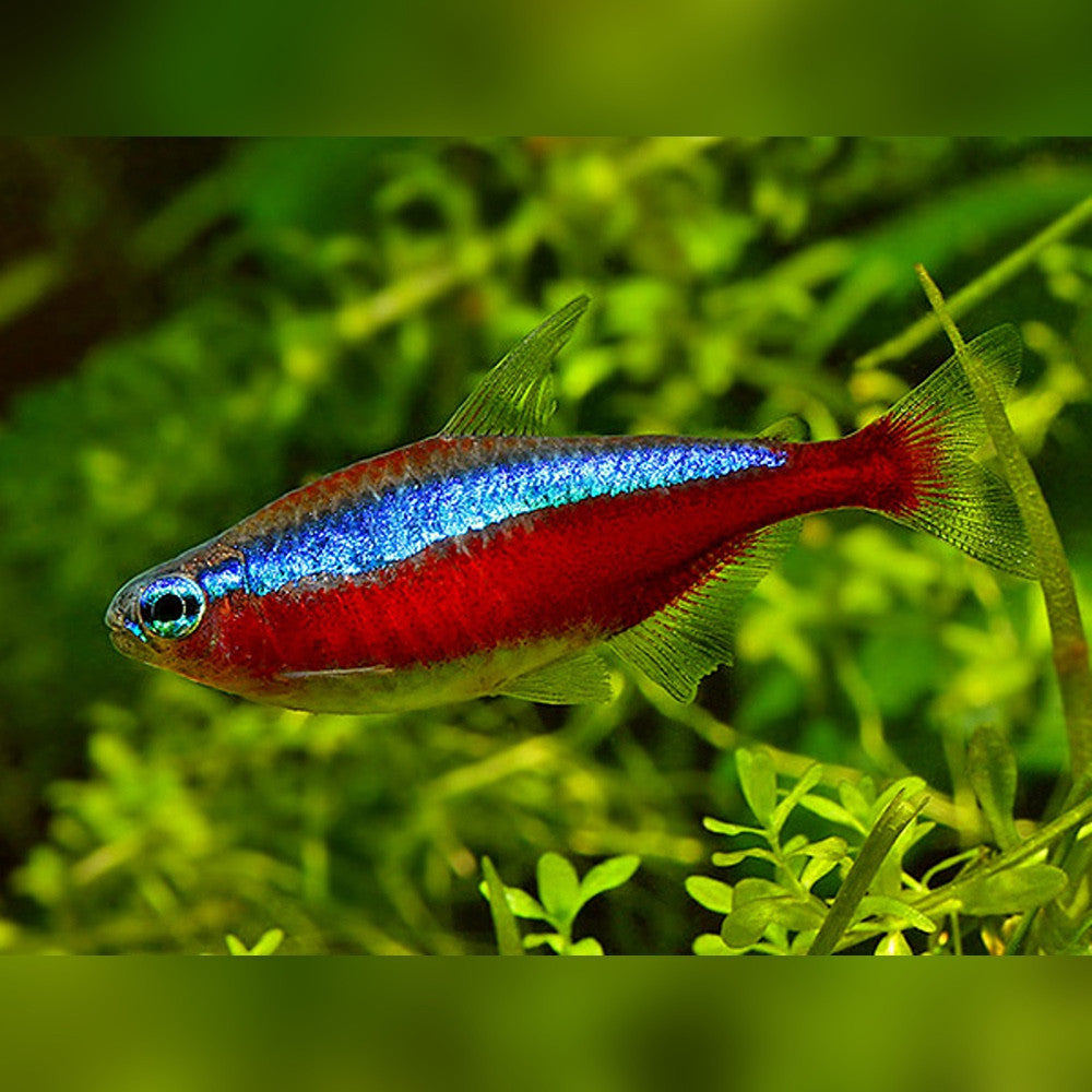 Cardinal Tetra (Paracheirodon axelrodi)