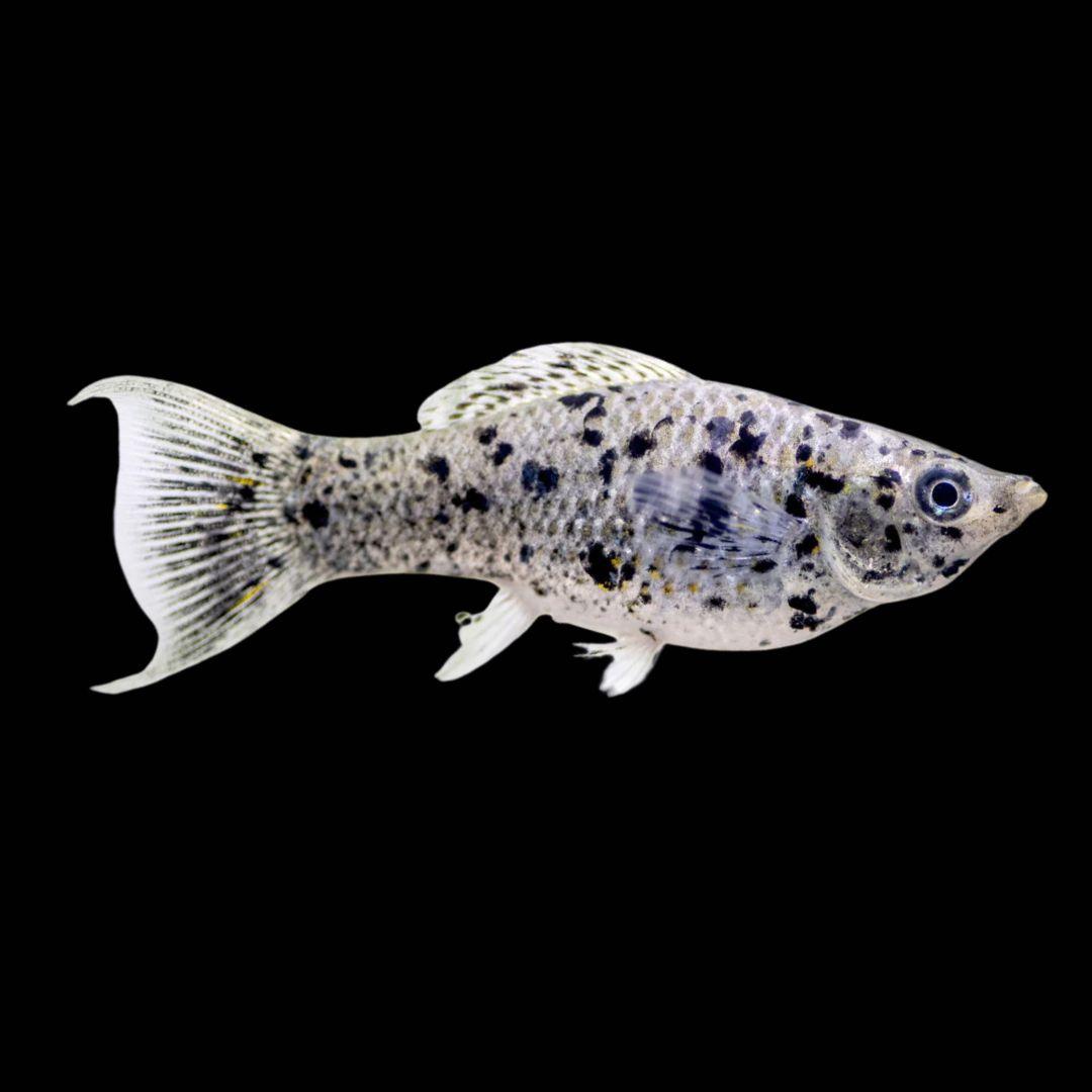 Dalmatian Molly (Poecilia sphenops)