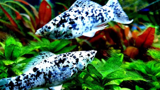 Dalmatian Molly (Poecilia sphenops)
