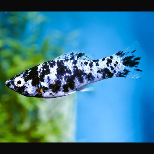 Dalmatian Molly (Poecilia sphenops)