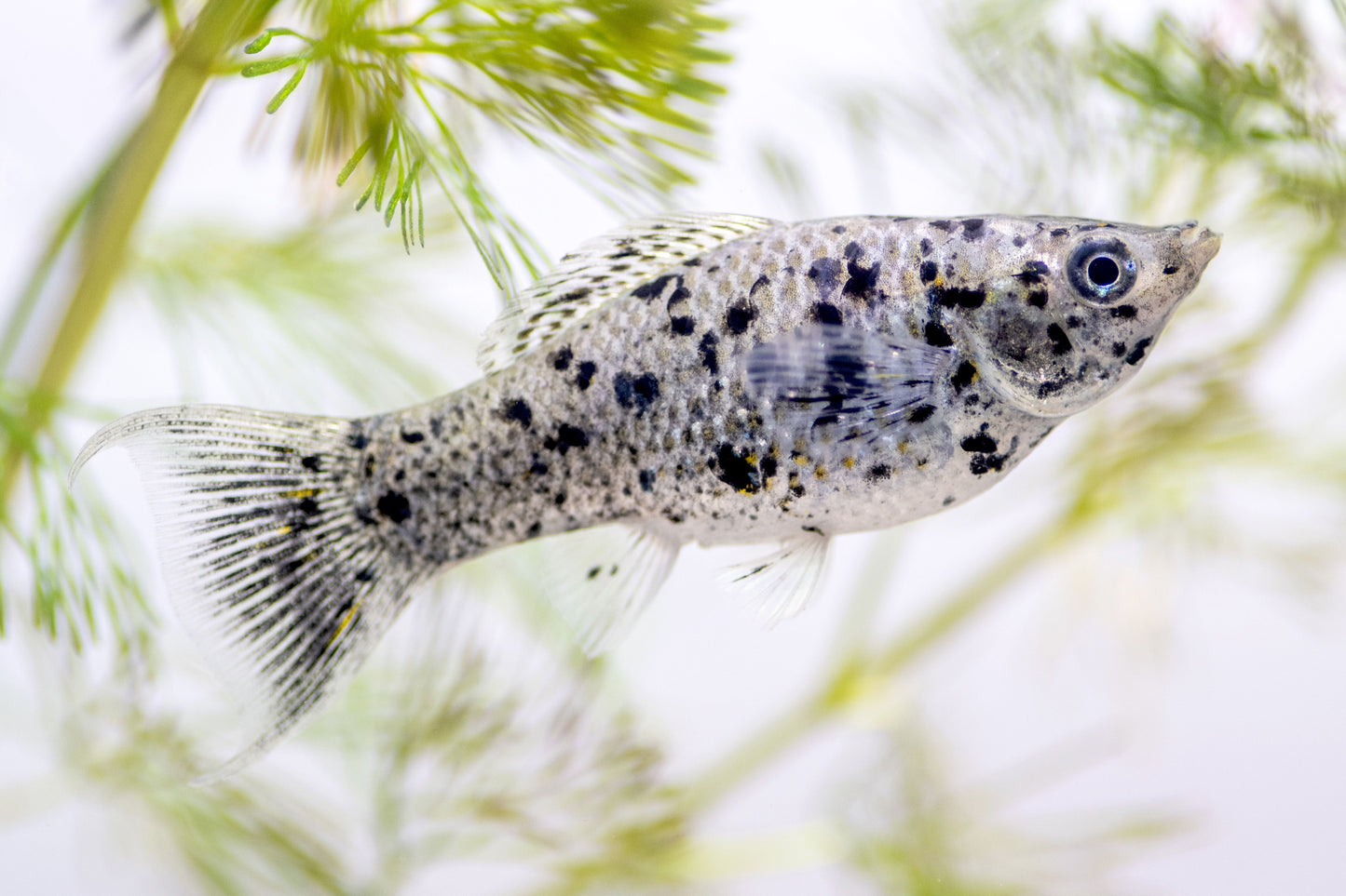 Dalmatian Molly (Poecilia sphenops)