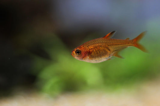 Ember Tetra (Hyphessobrycon amandae)