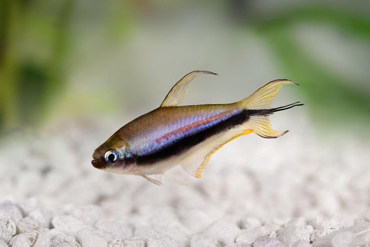 Emperor Tetra (Nematobrycon palmeri)