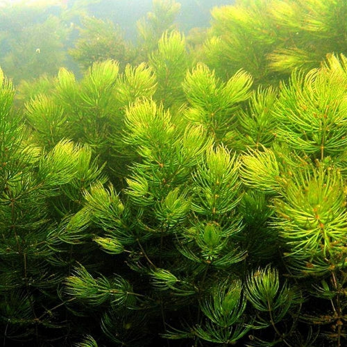 ~X) Plants - Foxtail (Ceratophyllum demersum)