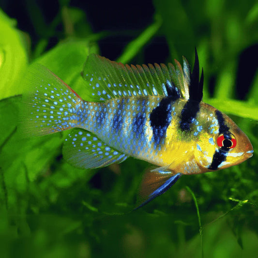 German Blue Ram (Mikrogeophagus ramirezi)