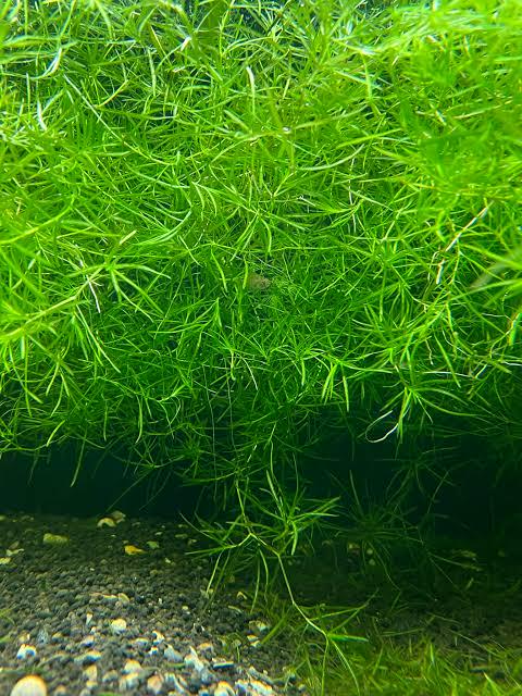 ~X) Plants - Guppy Grass (Najas guadalupensis)