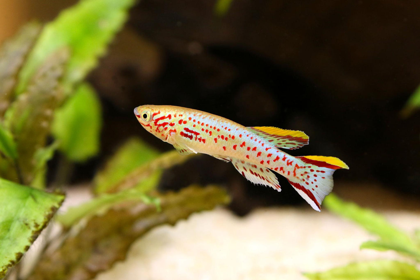 Gardneri Killi - Pair (Fundulopanchax gardneri)