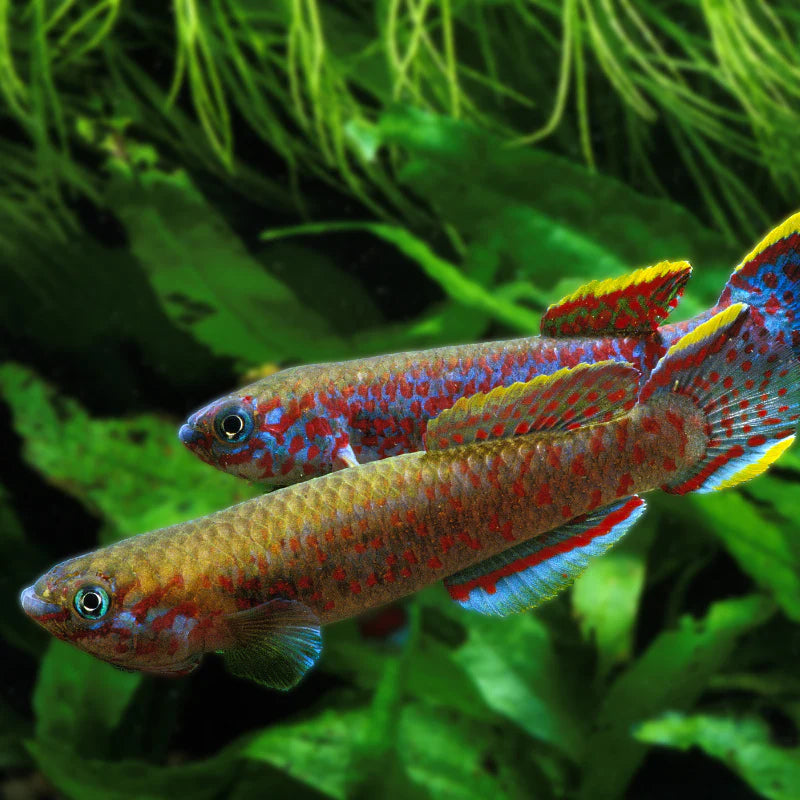 Gardneri Killi - Pair (Fundulopanchax gardneri)