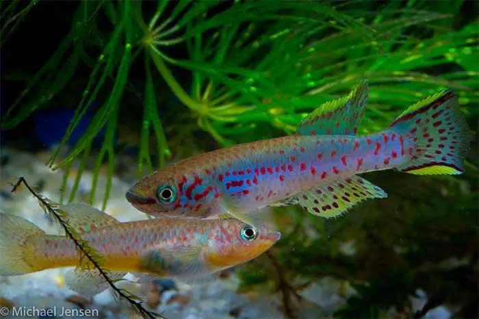 Gardneri Killi - Pair (Fundulopanchax gardneri)