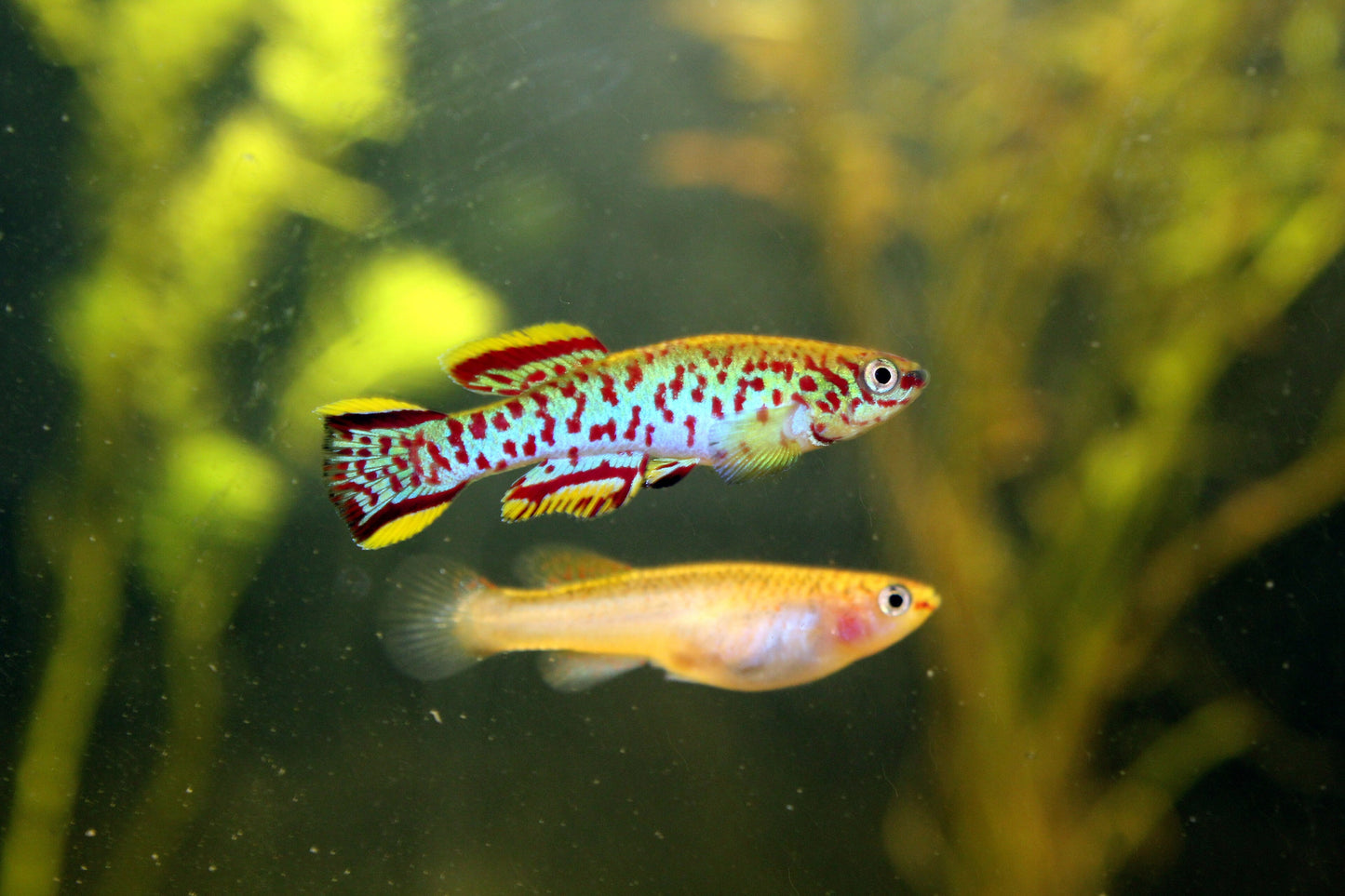 Gardneri Killi - Pair (Fundulopanchax gardneri)