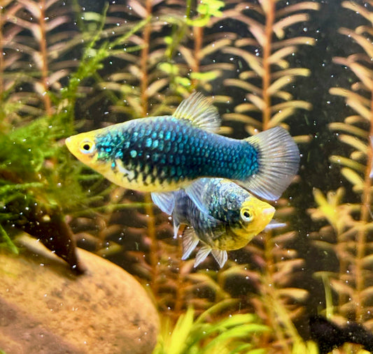 Green Lantern Platy (Xiphophorus maculatus)