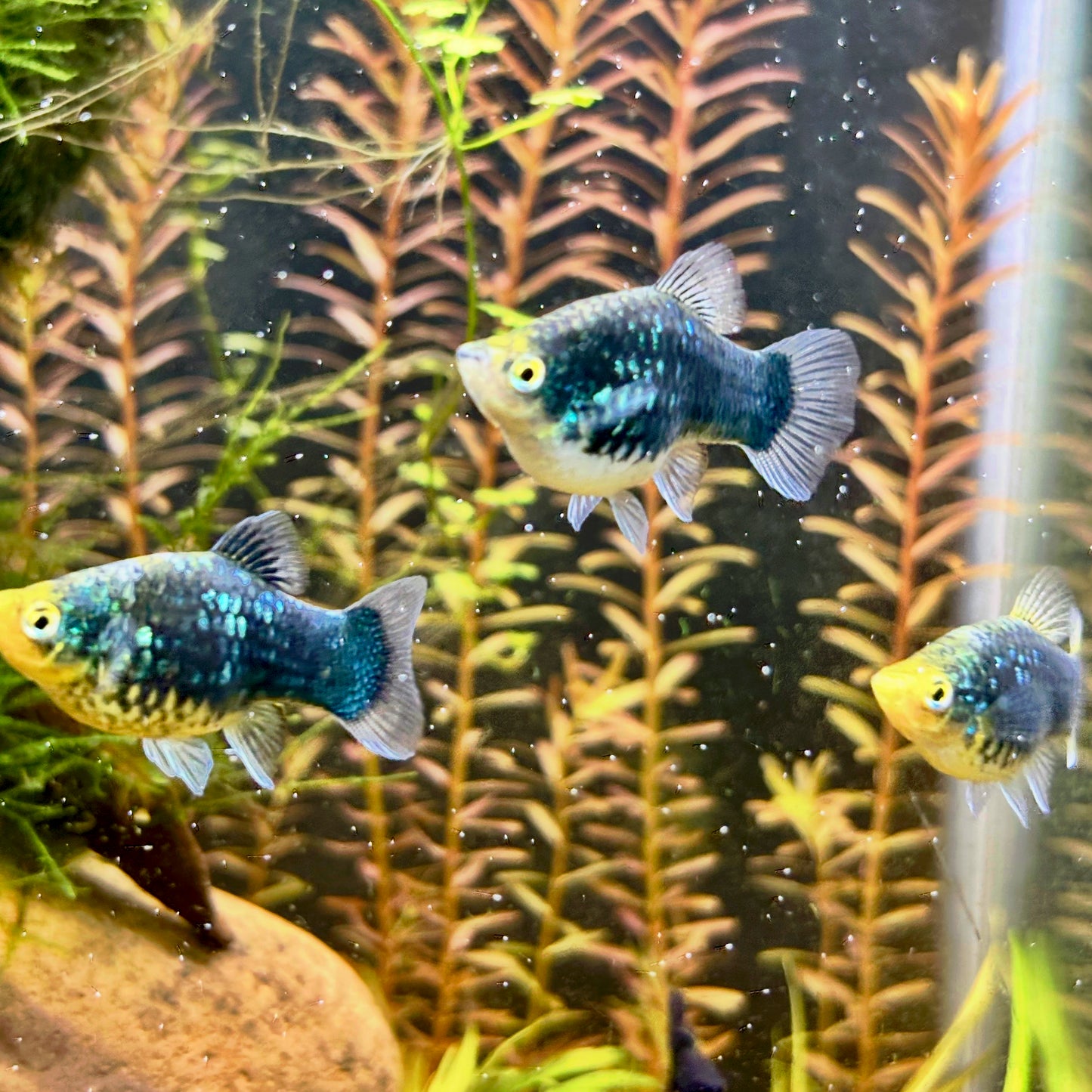Green Lantern Platy (Xiphophorus maculatus)