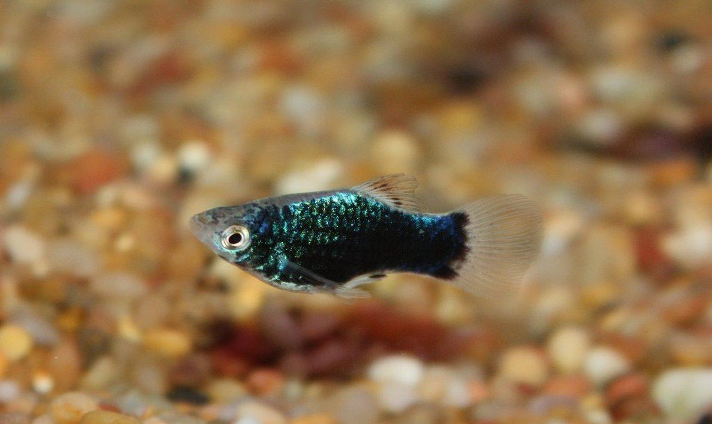 Green Lantern Platy (Xiphophorus maculatus)