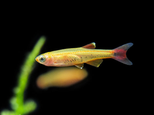 Golden White Cloud Mountain Minnow (Tanichthys albonubes “Golden”)