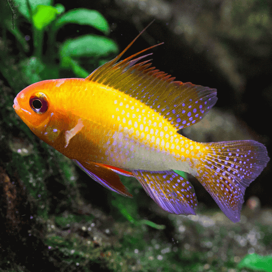 Golden Ram (Mikrogeophagus ramirezi “Golden”)